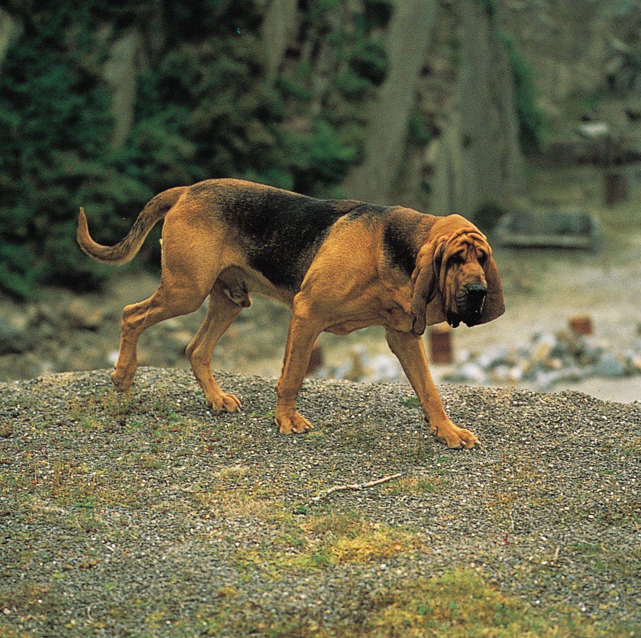 Bloodhound HD Wallpaper. HD Wall Cloud