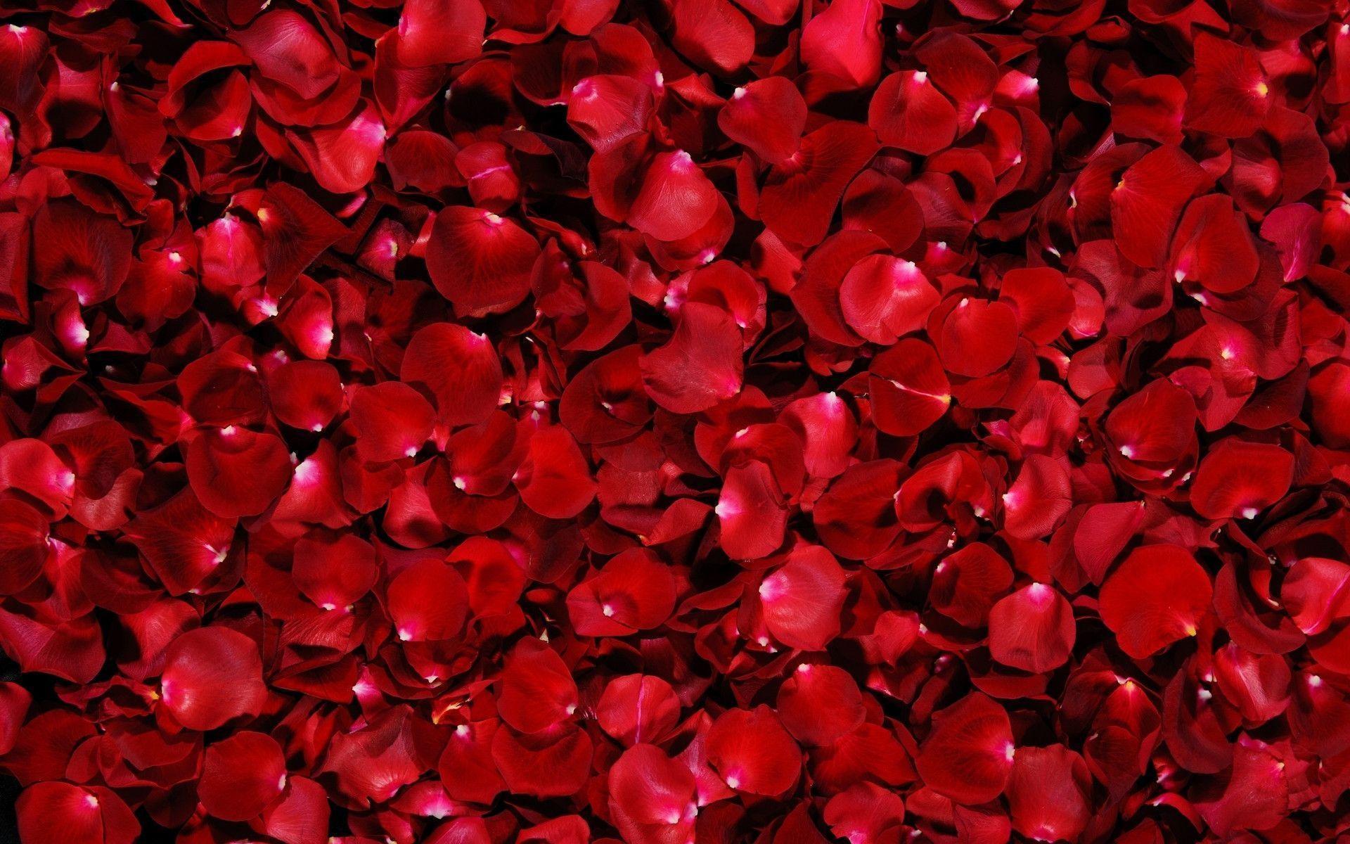 Rose Petals Background, Desktop and mobile wallpaper