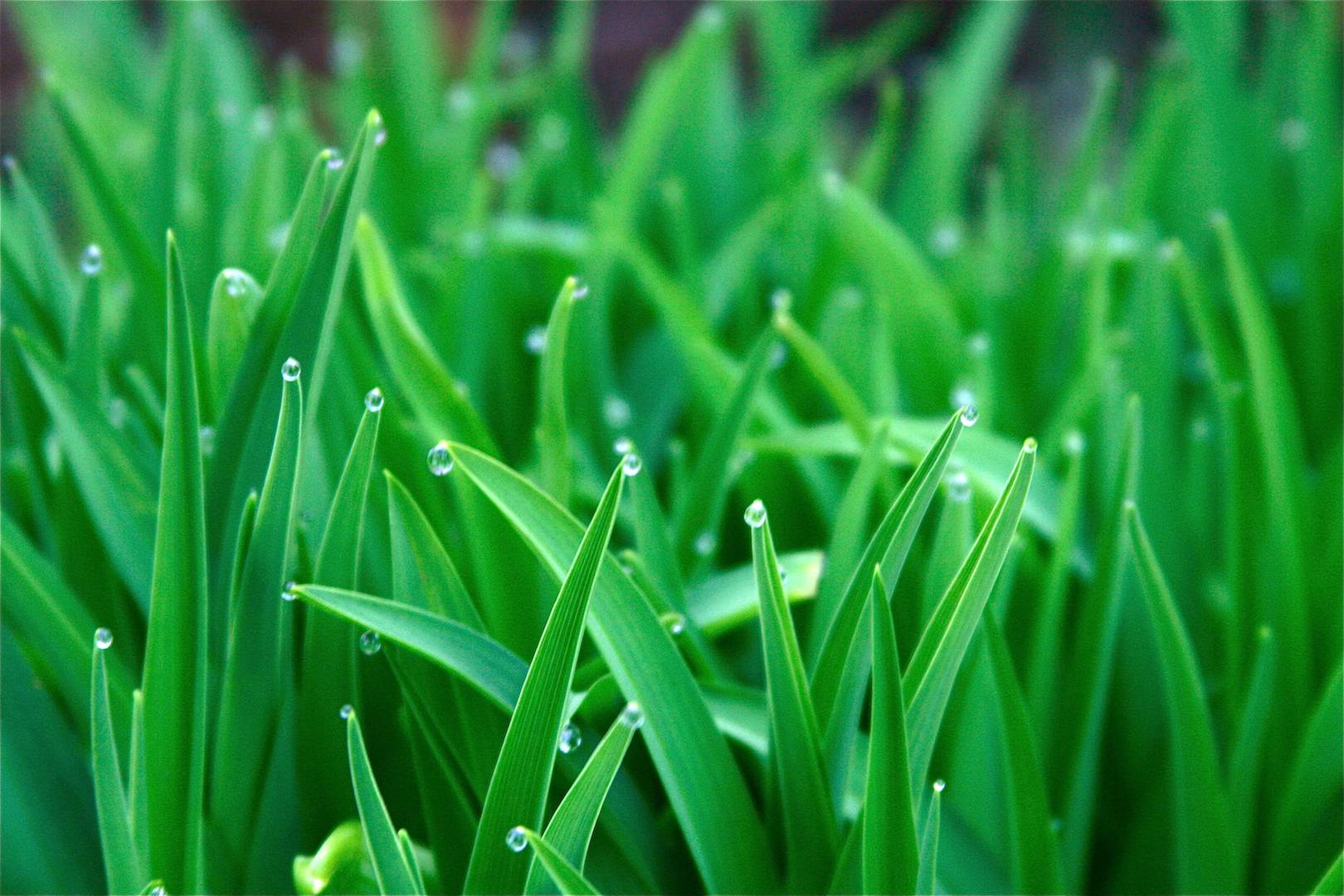 Green Grass Windows Wallpaper For Pc at Raymond Oh blog