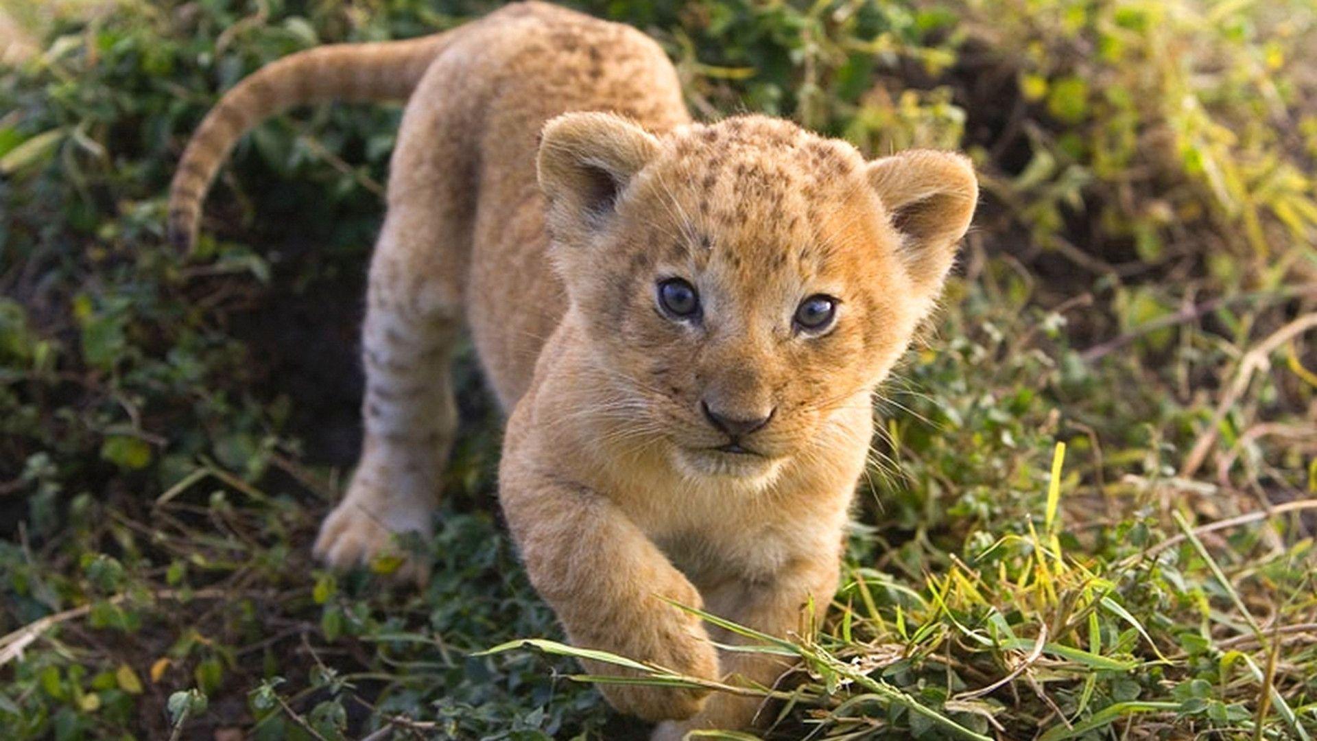 Cute Lion Cub Wallpaper
