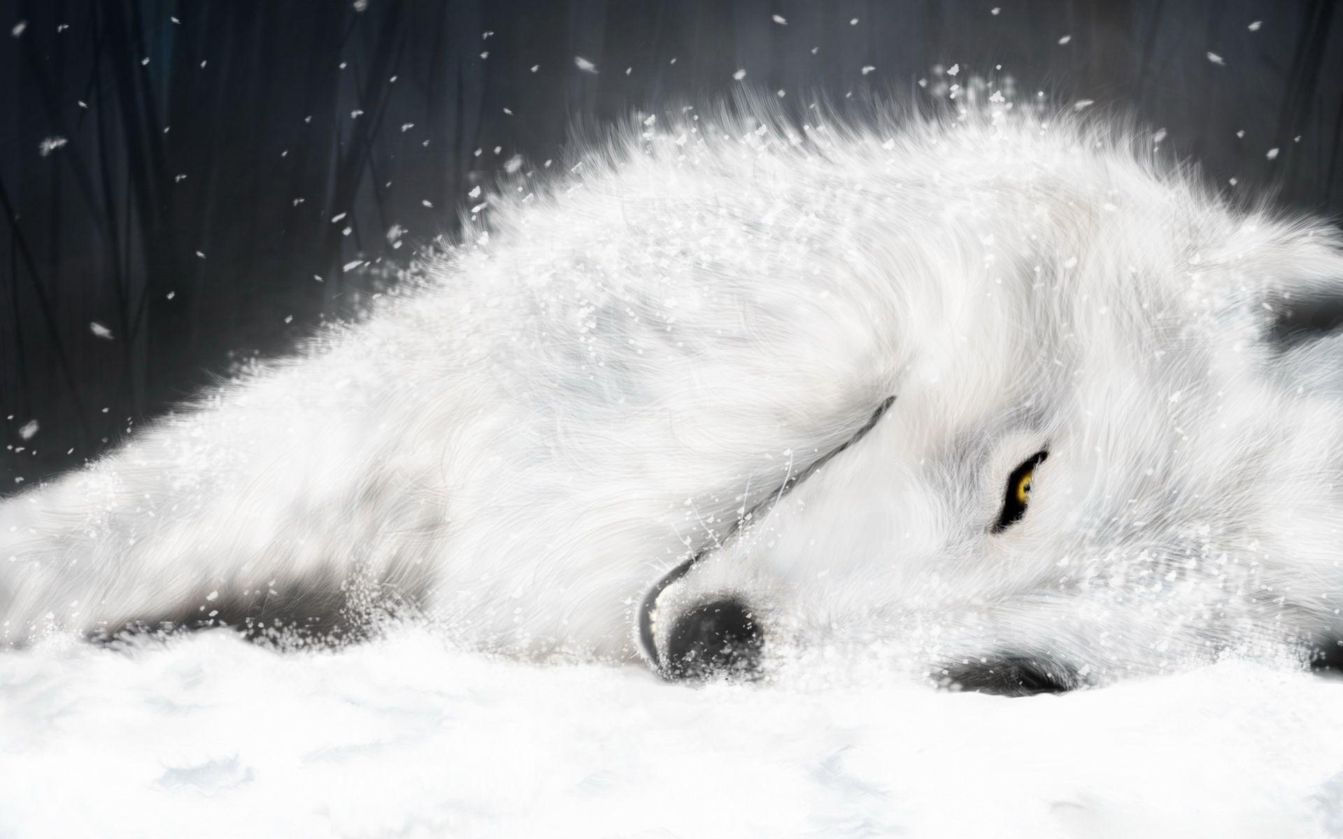 Wallpaper For > Wolf Yellow Eyes Wallpaper