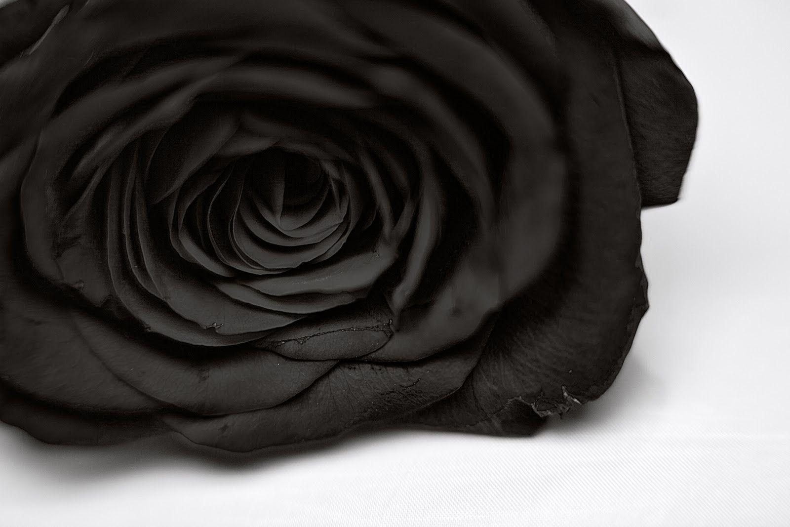 Black Rose Flower HD Wallpaper. TanukinoSippo