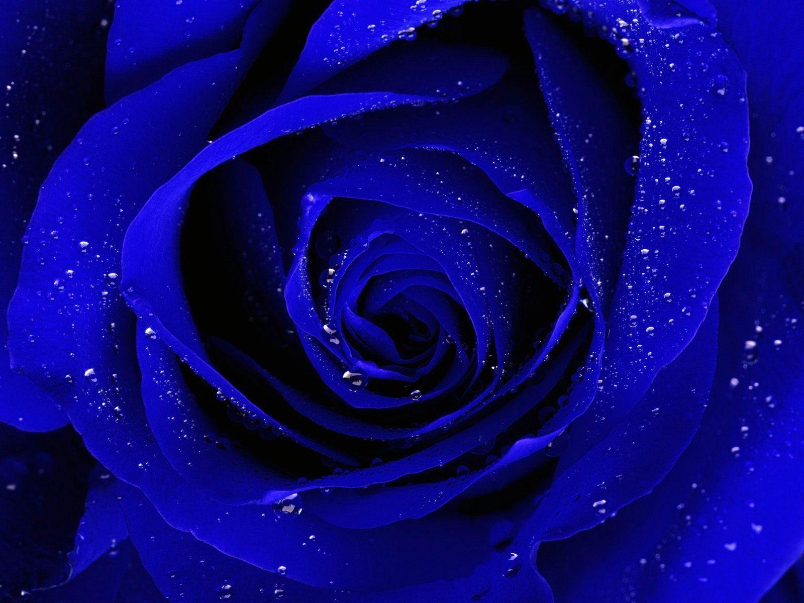 Wallpaper For > Blue Rose Flower Wallpaper HD