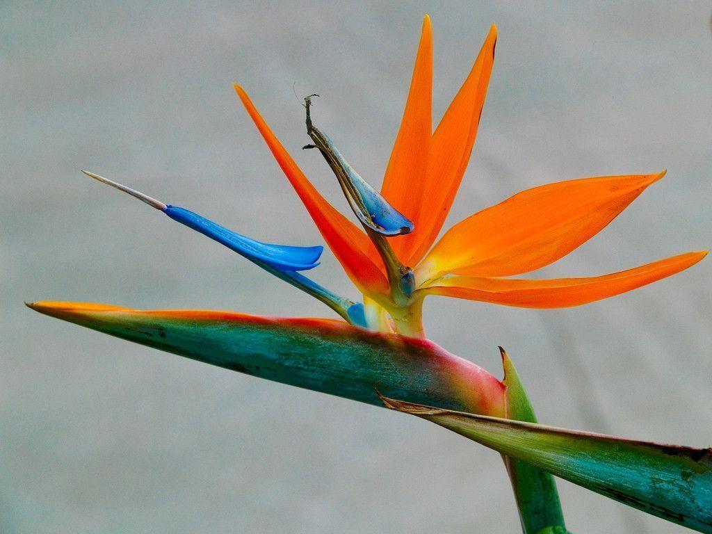 Bird of Paradise in Candelaria Flower