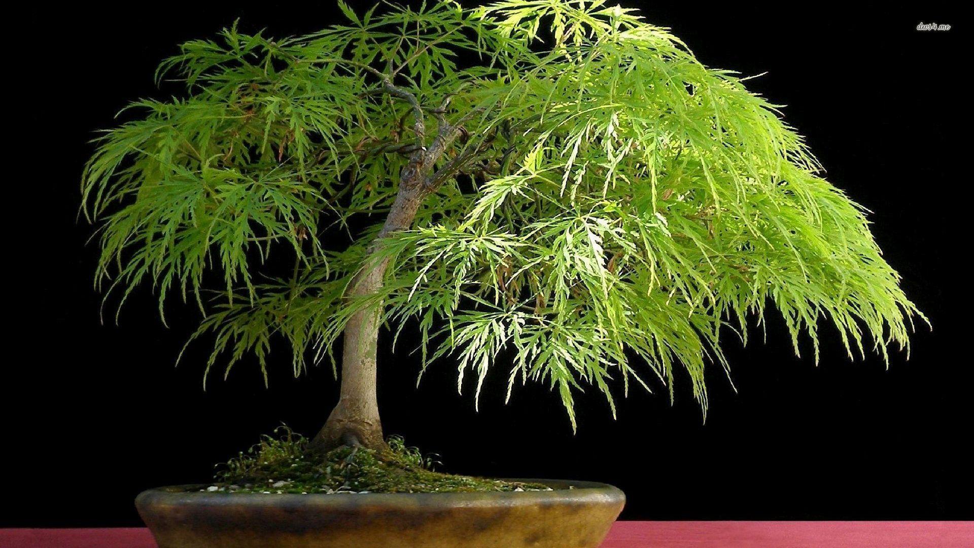 Bonsai Wallpapers - Wallpaper Cave