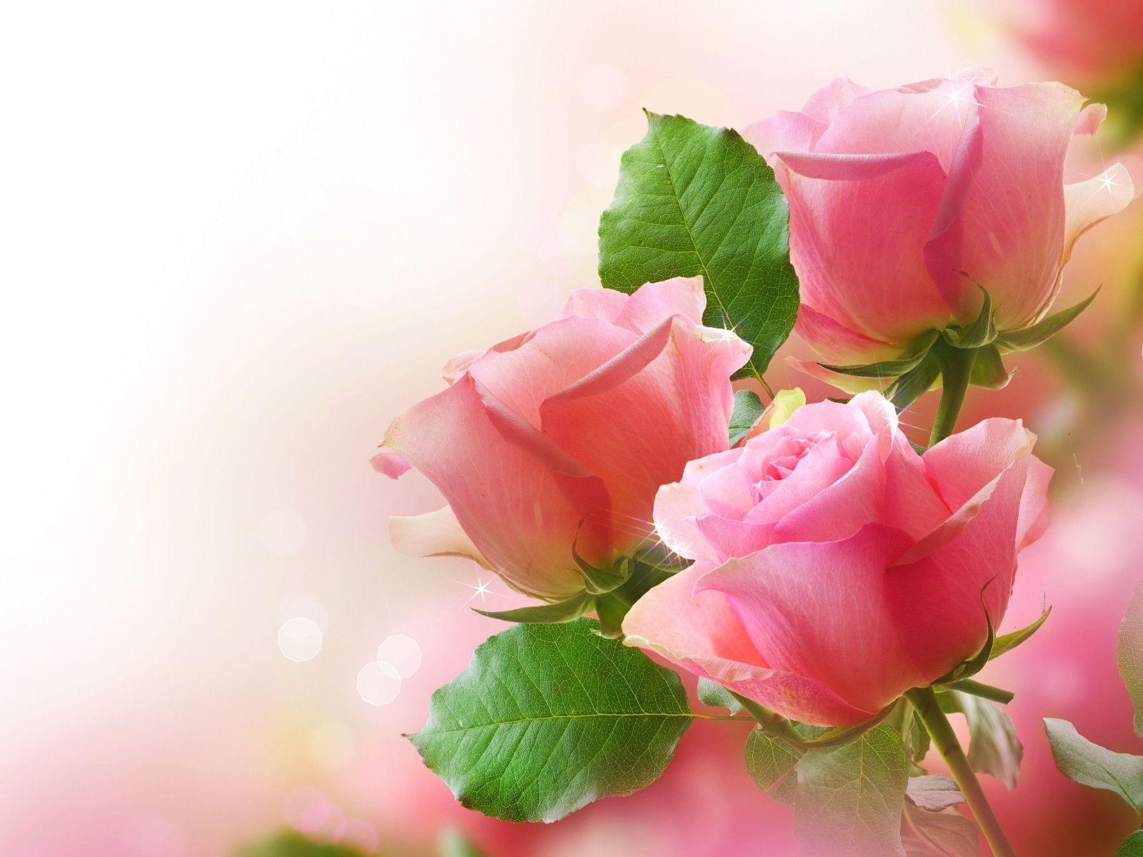 Wallpaper Of Roses For Desktop Background
