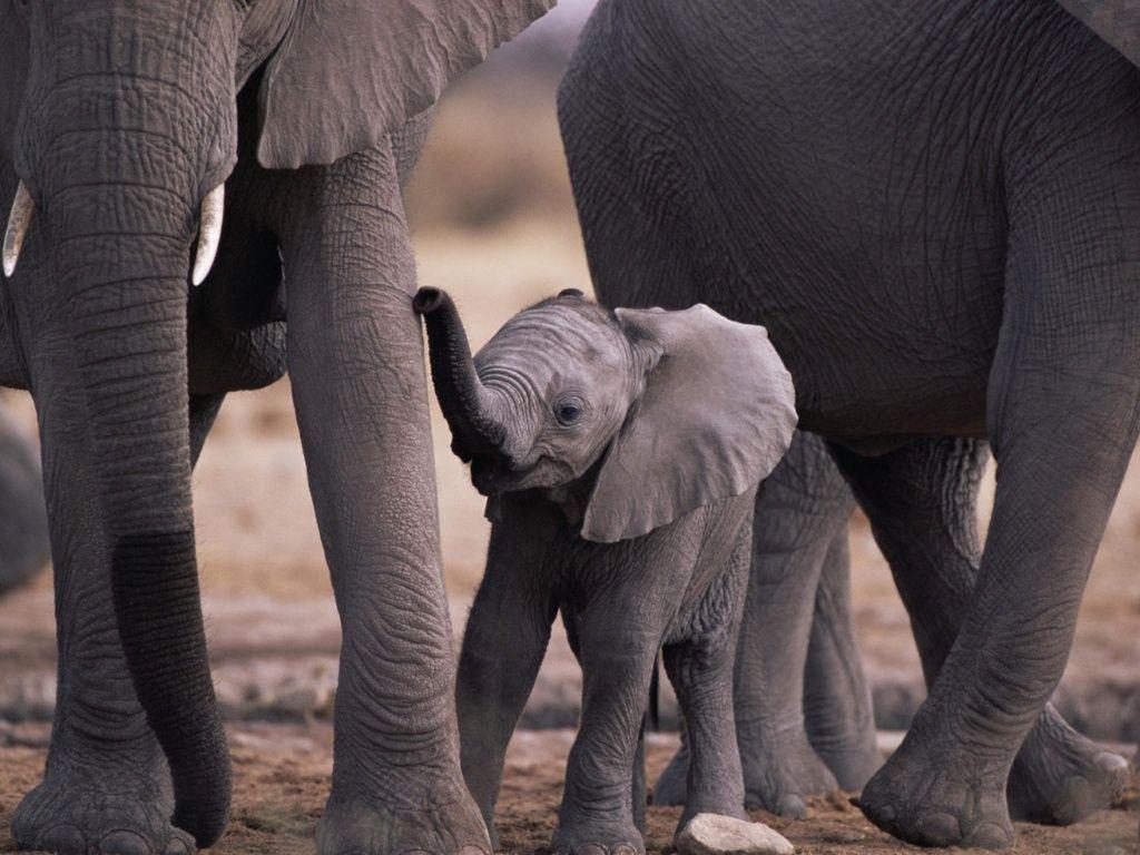 baby elephant wallpaper
