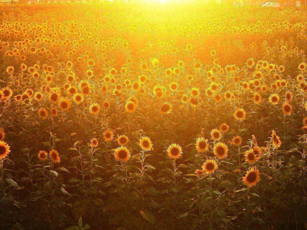 The Sunflower Wallpaper HD