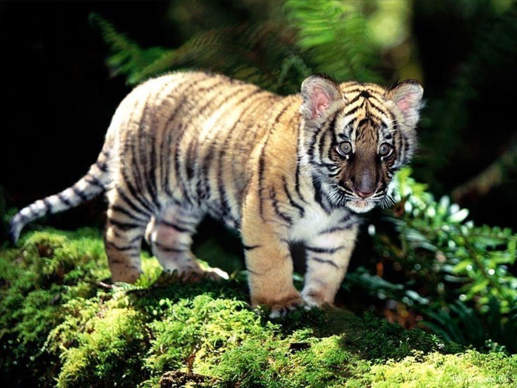 Cute Baby Tigers Wallpapers Wallpaper Cave