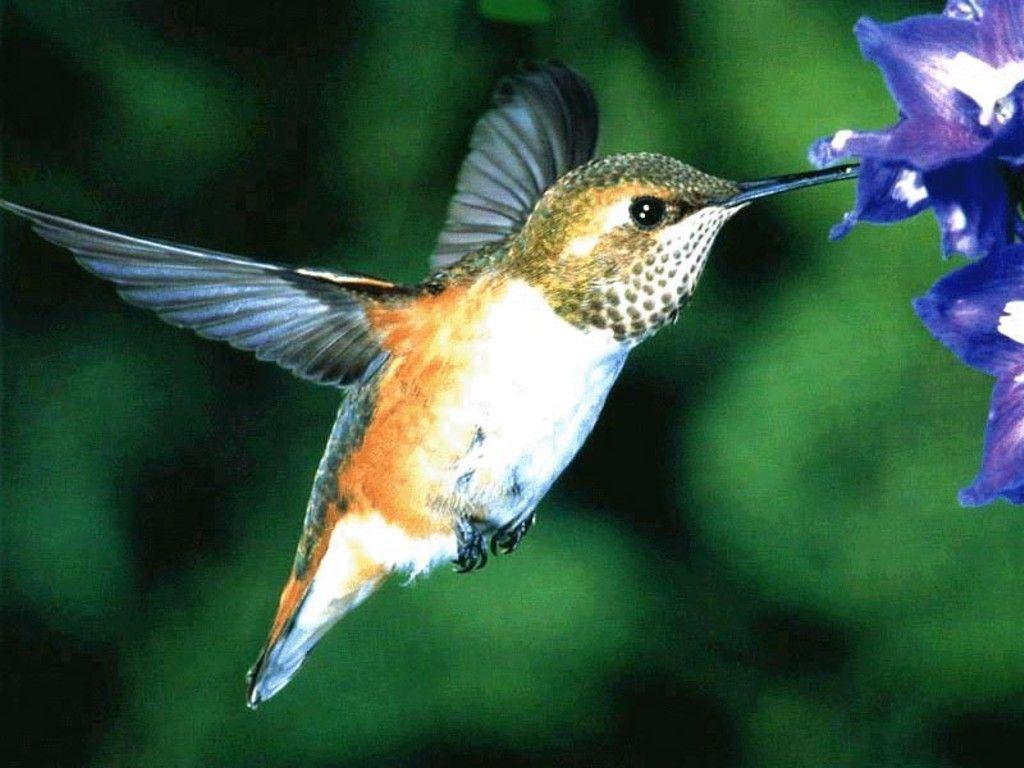 hummingbird Bird Wallpaper Wallpaper Download