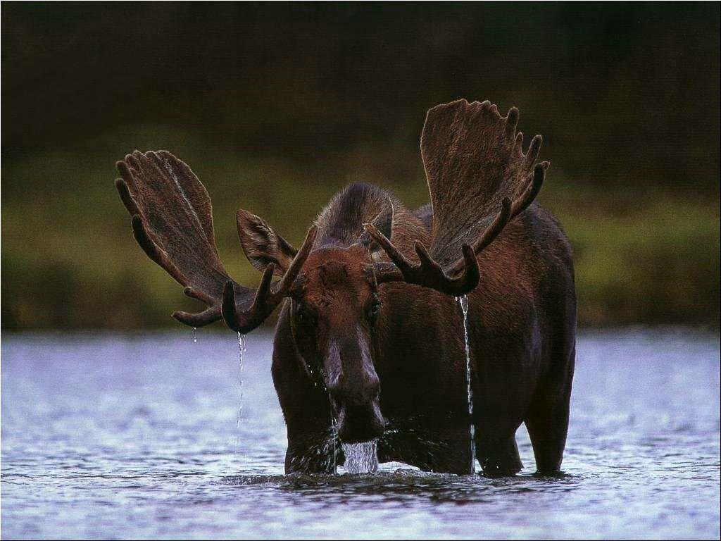 Moose Animals HD wallpaper #