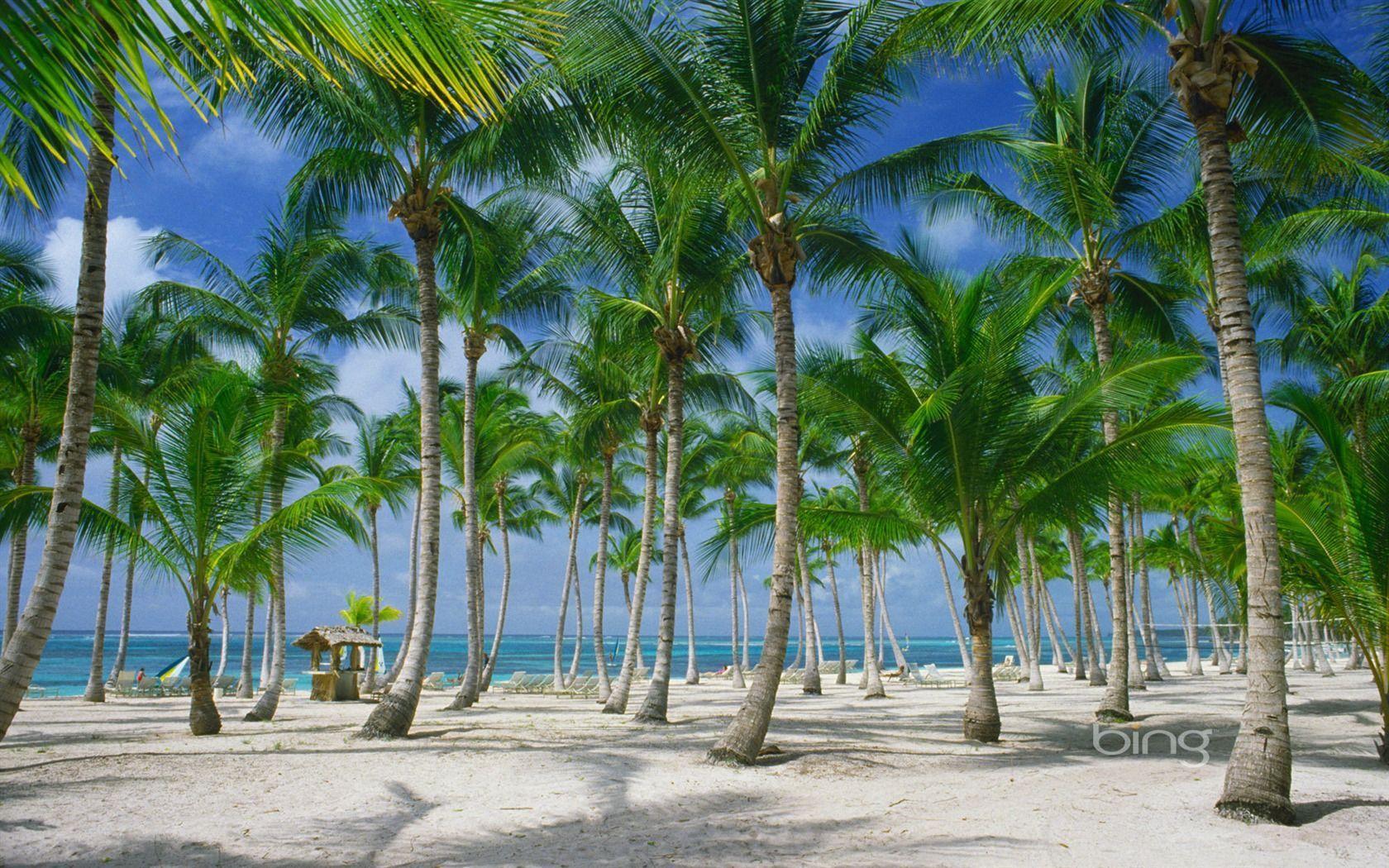 Palm trees on the beach in Punta Cana Dominican Republic