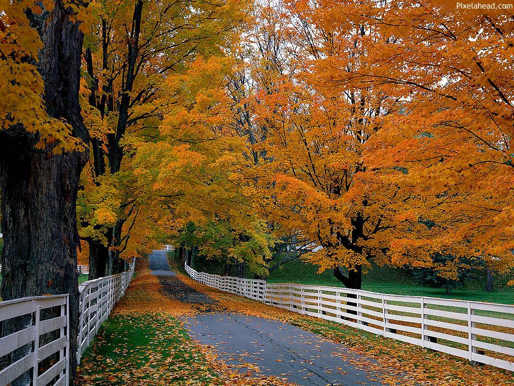 Fall Picture Wallpaper Android Application