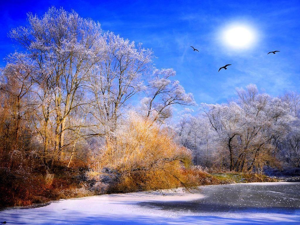 Природа снег птица. Зимний пейзаж. Зима птицы солнце. Птицы в небе зимой. Солнечный зимний день.