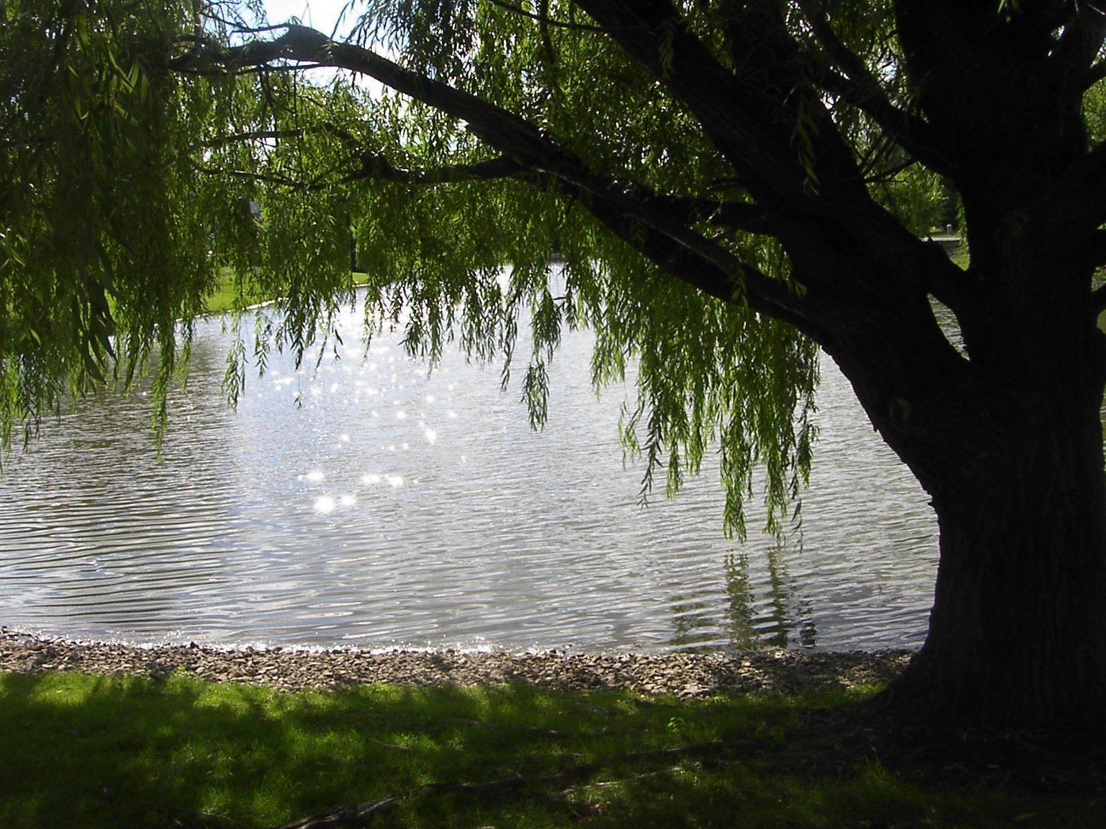 Weeping Willow Tree Wallpaper 53 images