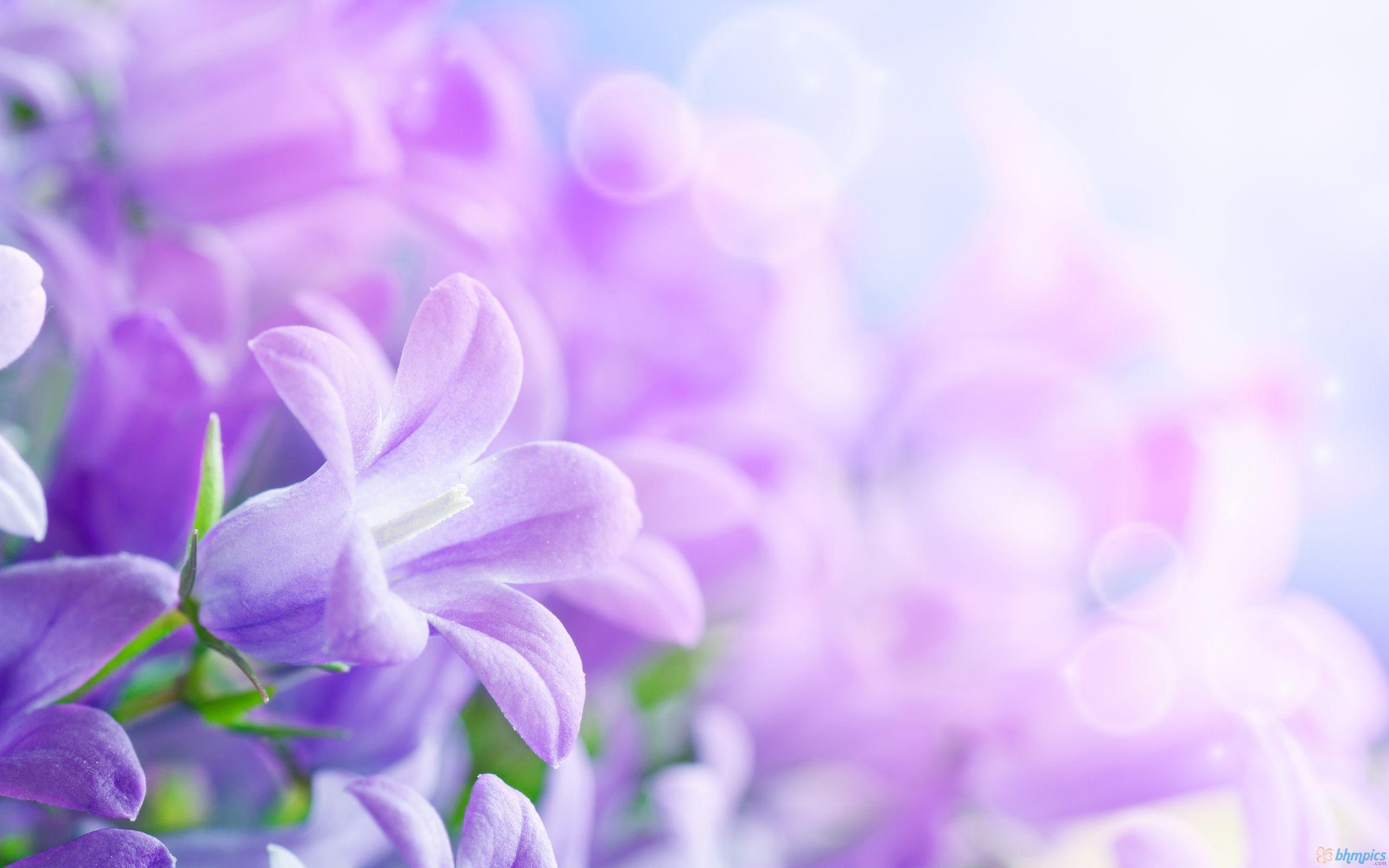 Flowers For > Purple Flower Background Wallpaper