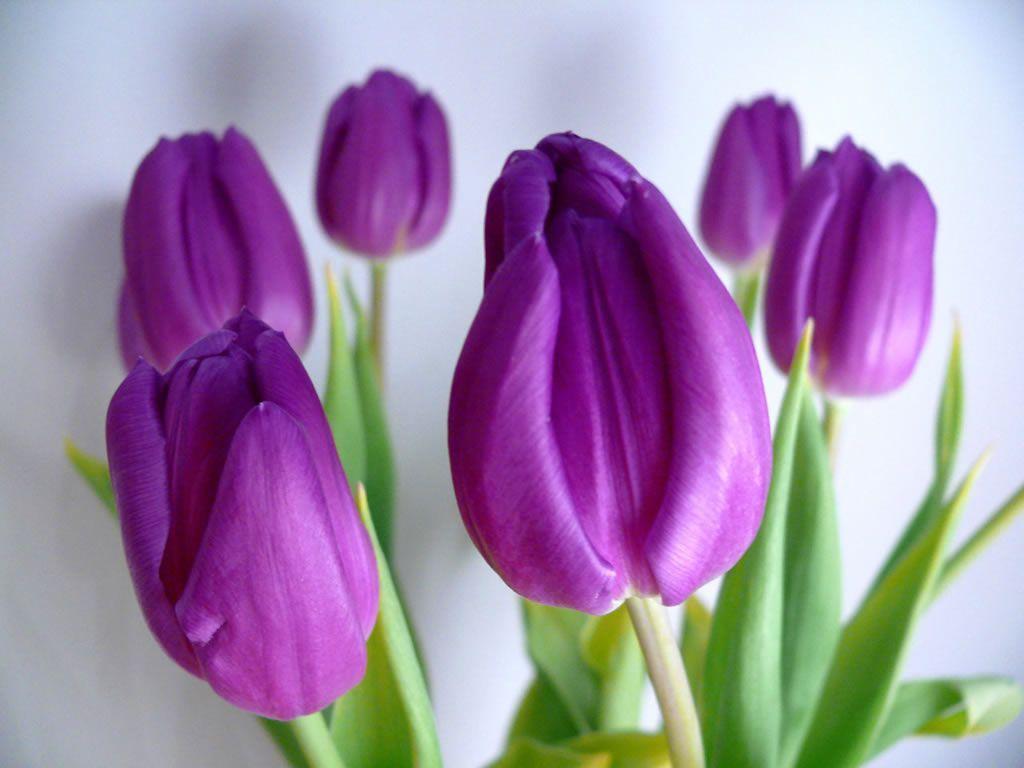 flower computer wallpaper