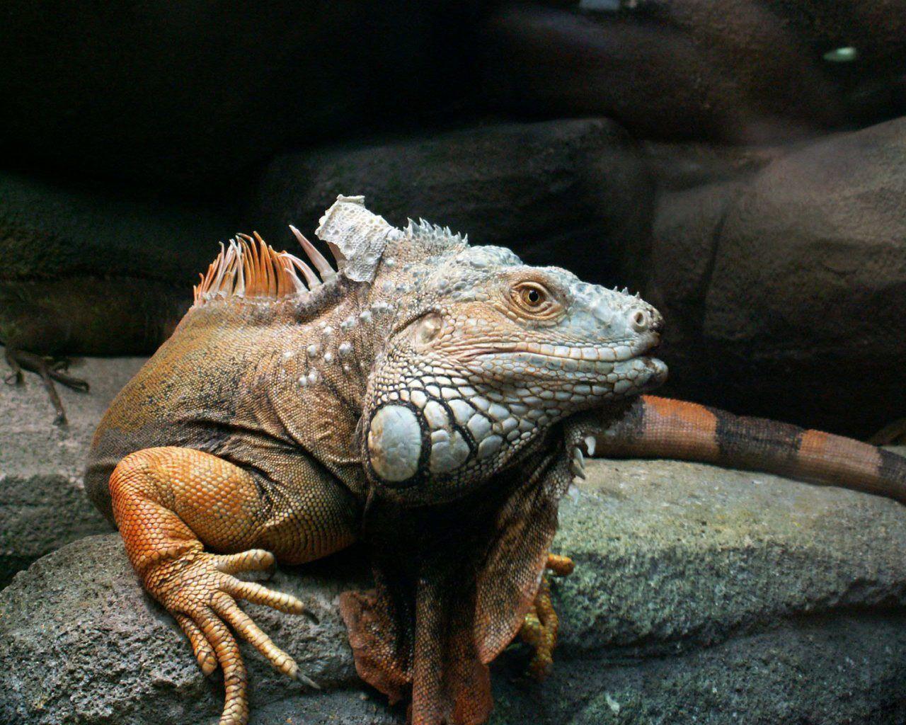 Iguanas image Iguana HD wallpaper and background photo
