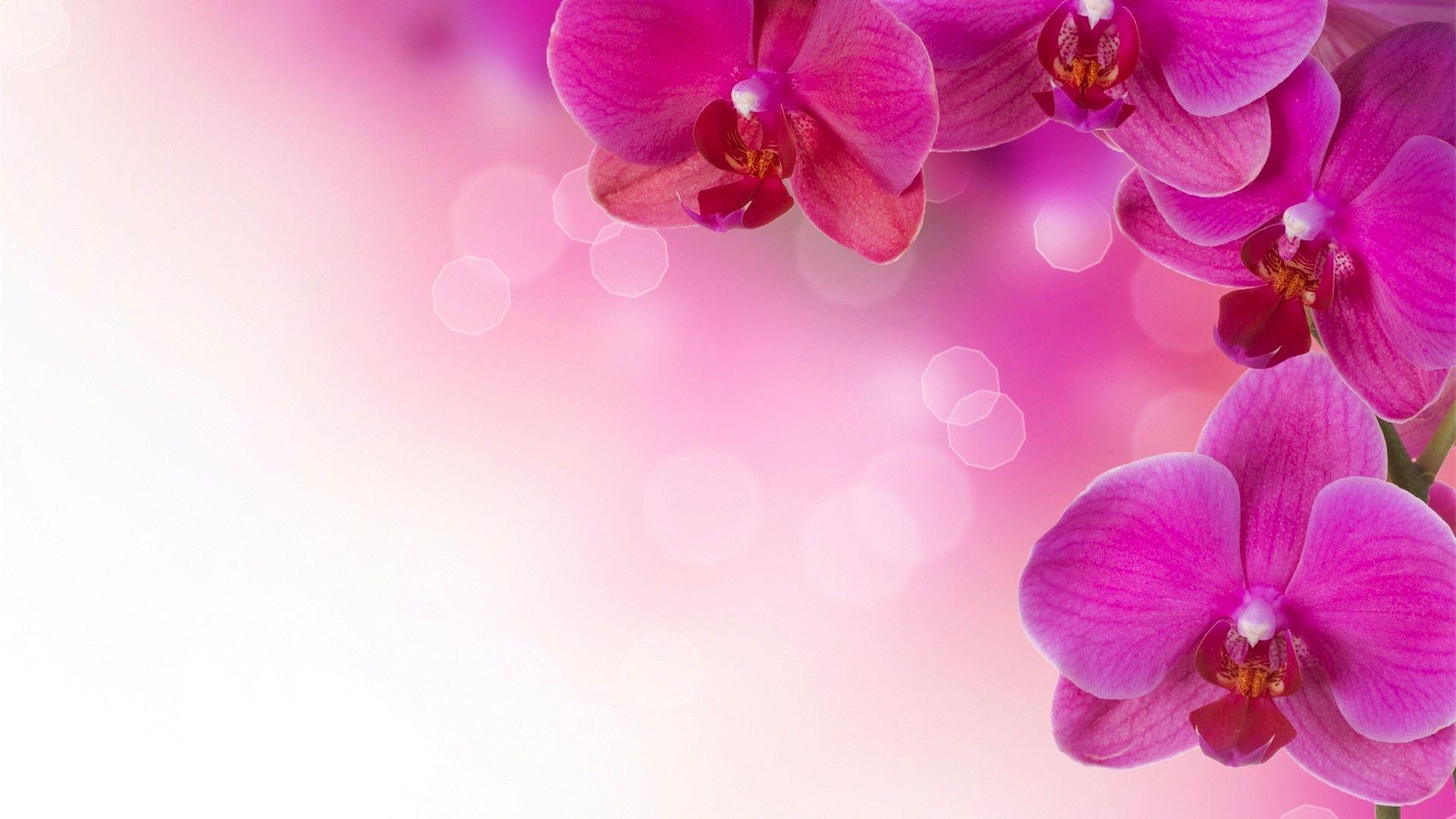Pink Wedding High Resolution HD Wallpaper