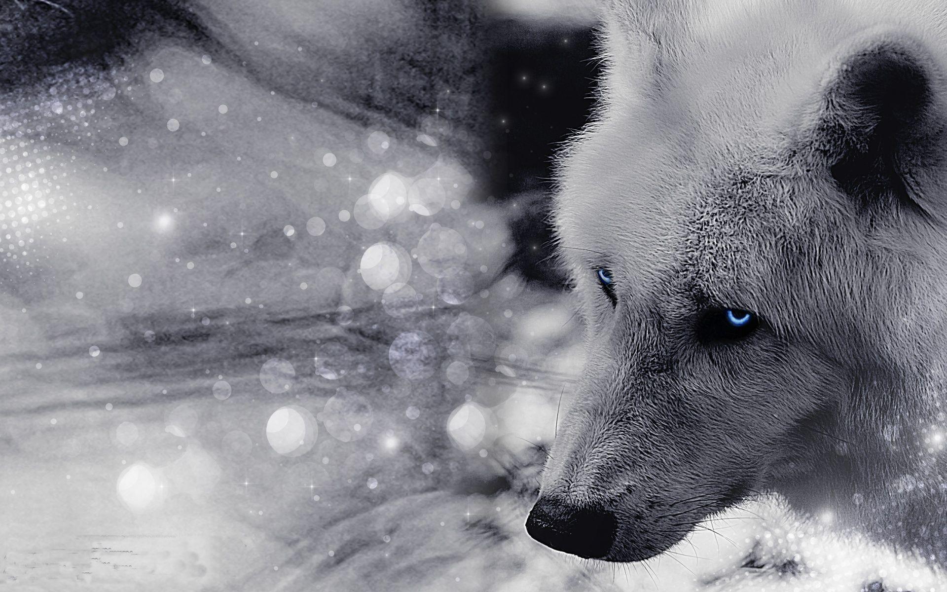 Blue Wolf Background