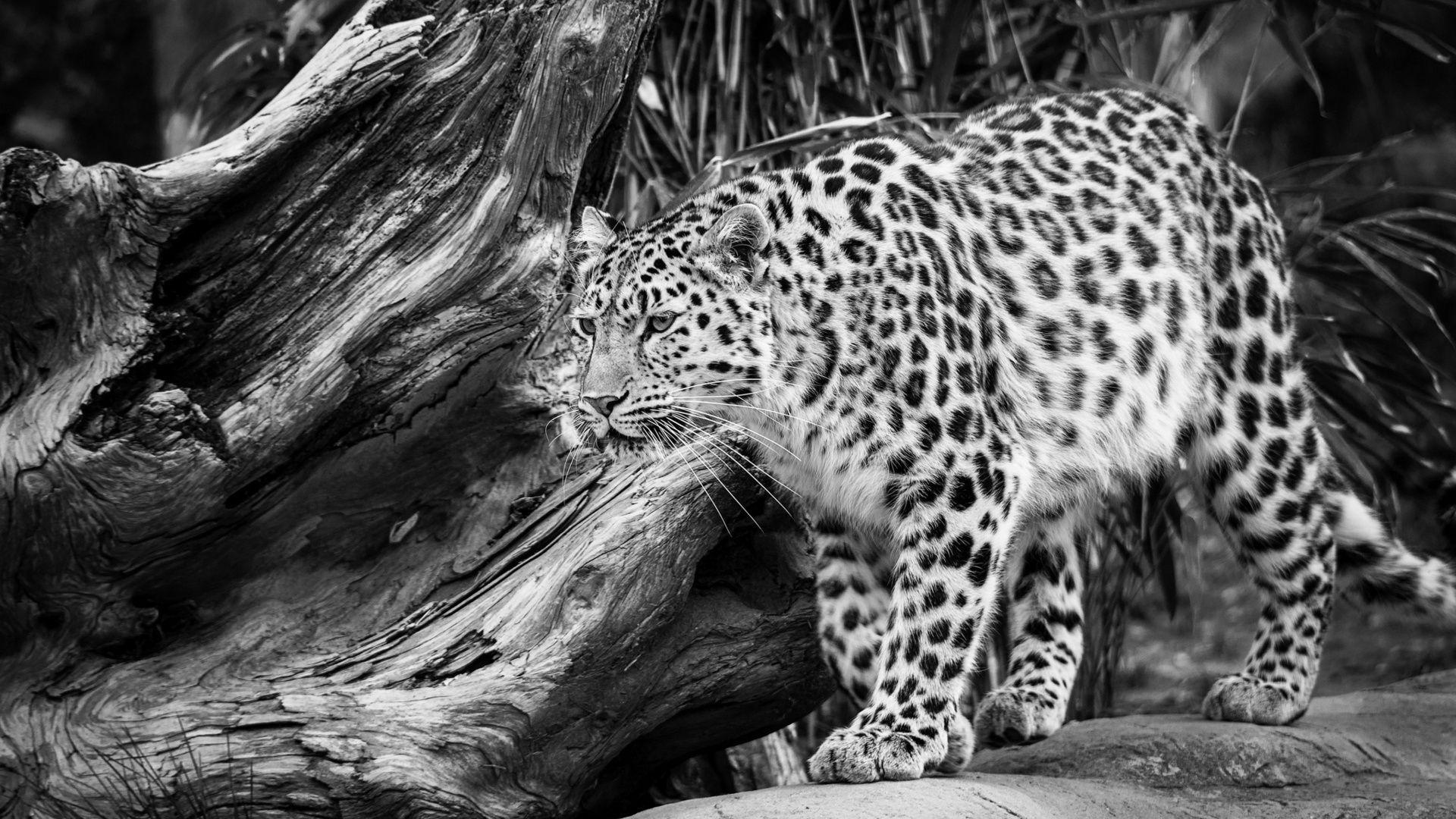 Wallpaper For > Black And White Leopard Background