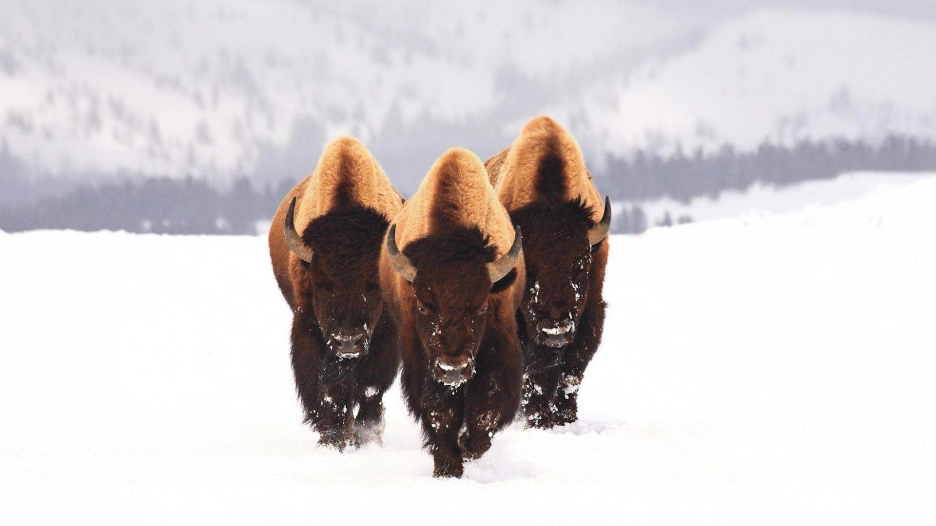 HD Wallpaper: 1920x1080 Animals bison snow animals winter