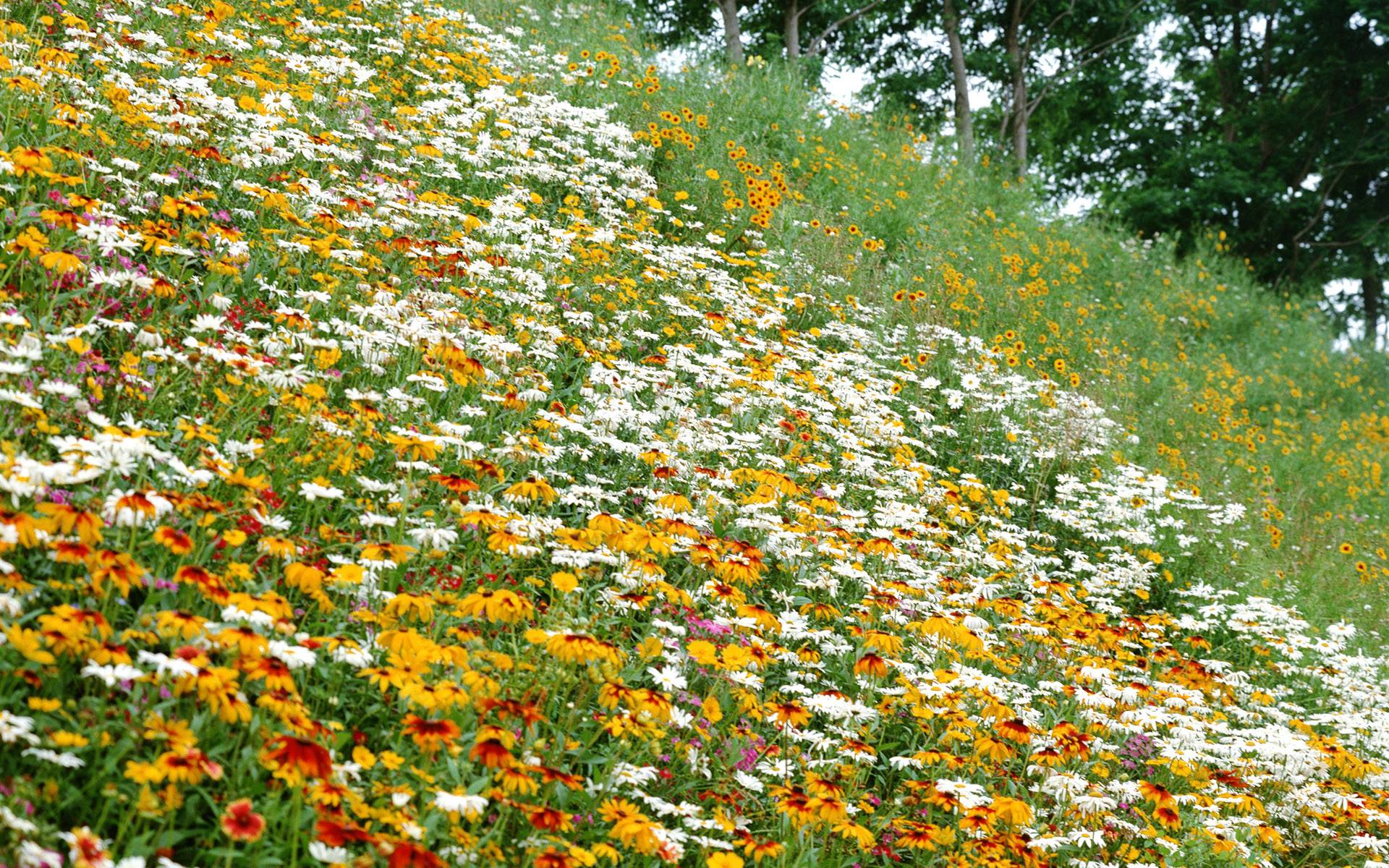 Summer Flowers Wallpaper Full HD