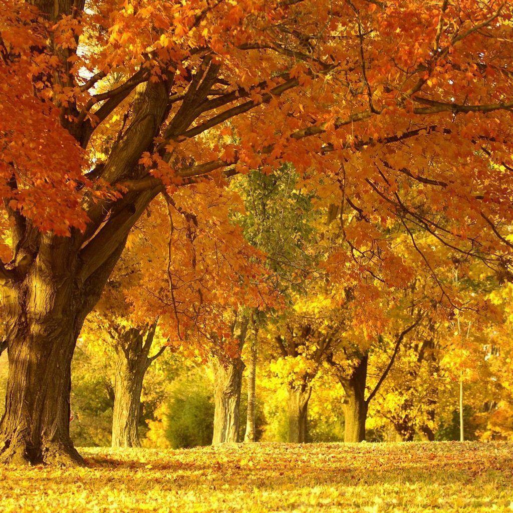 Beautiful Fall Scenery HD Wallpaper Wallpaper Inn