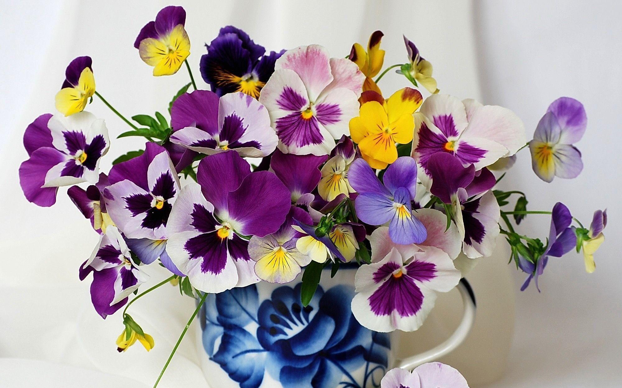 Bouquet of flowers viola (violet, pansy) wallpaper and image