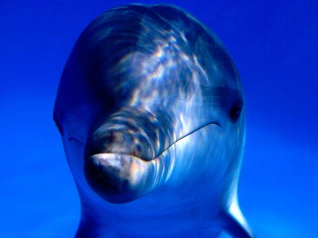 Free Dolphin Wallpaper, , Picture, Videos and Site
