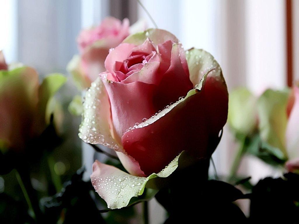 Free The Emotional Wallpaper Download 1024x768PX Wallpaper