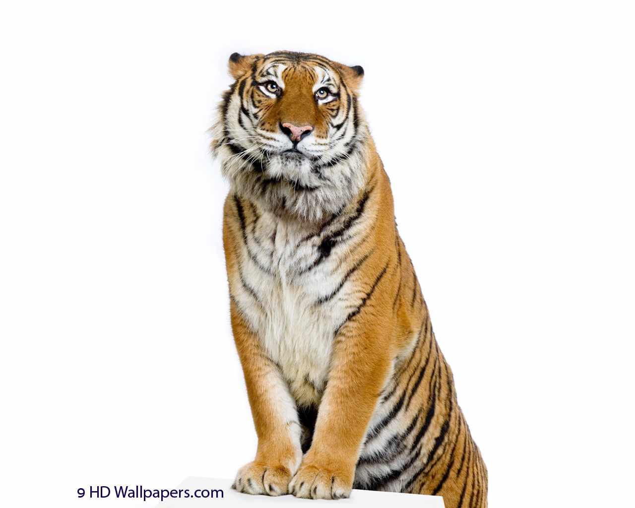 Tiger HD Wallpaper. Desktop HD Background