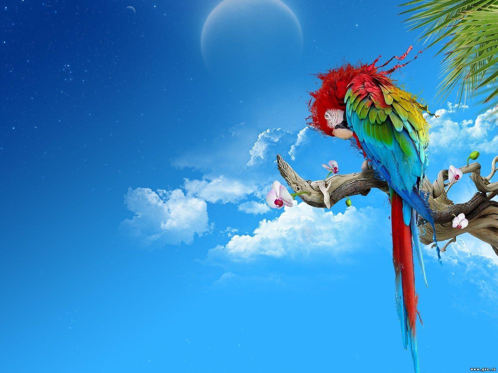 Colorful Parrots HD Wallpaper