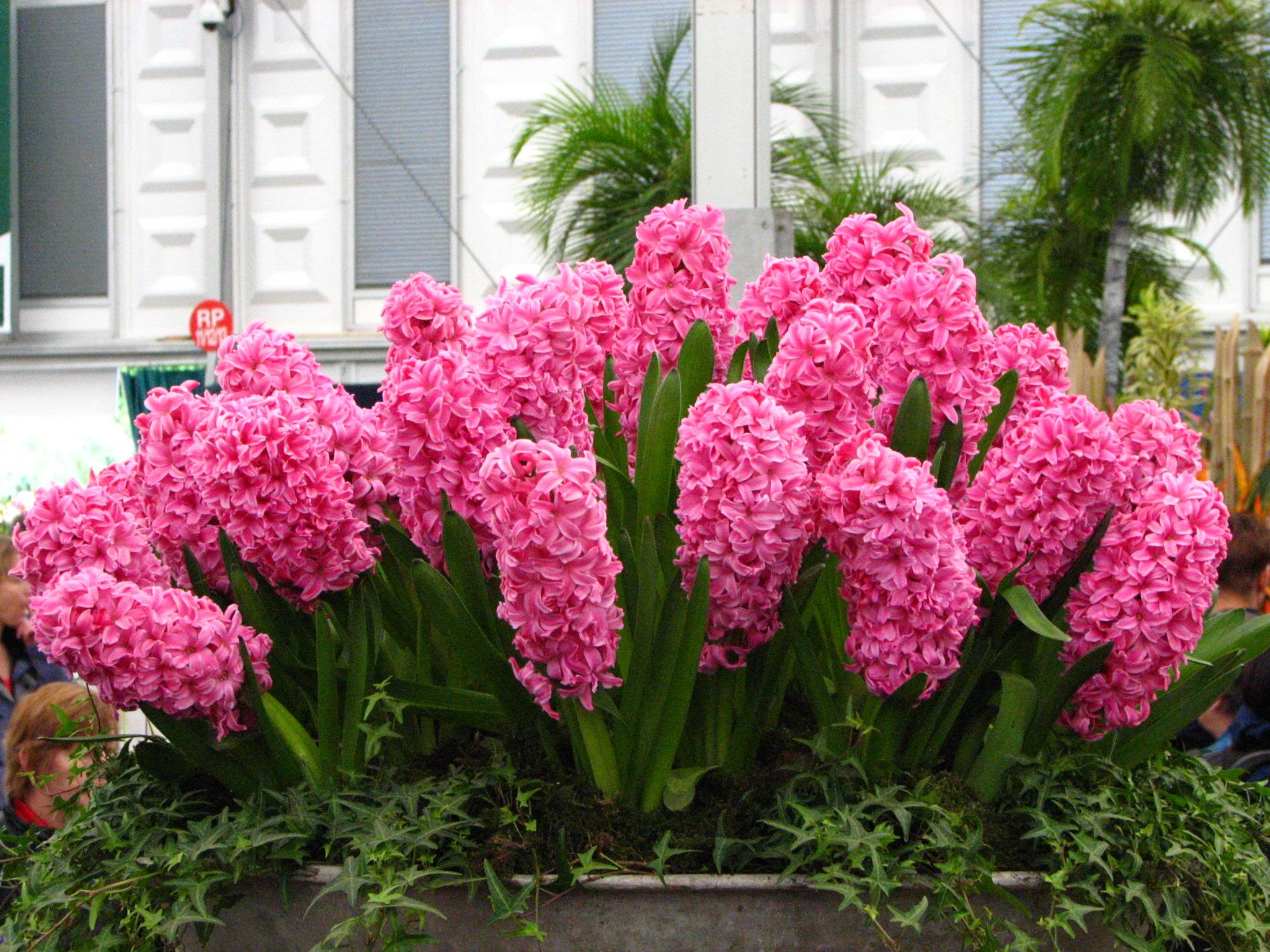 HD Pink Hyacinth Wallpaper