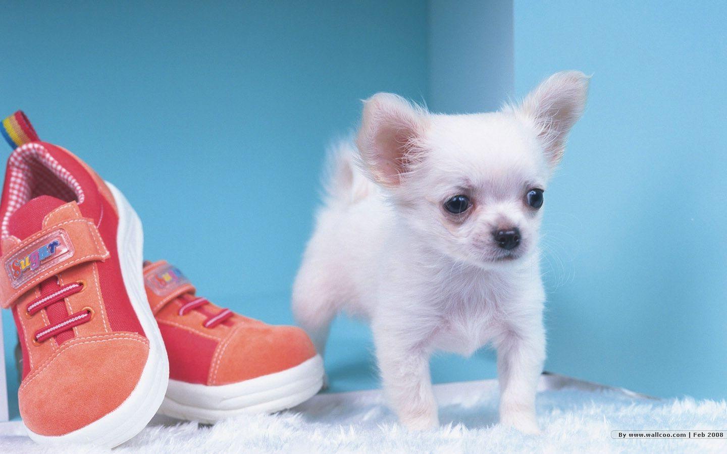 1440*900 Lovely Puppy wallpaper / Lovely Puppies Photo 1440x900