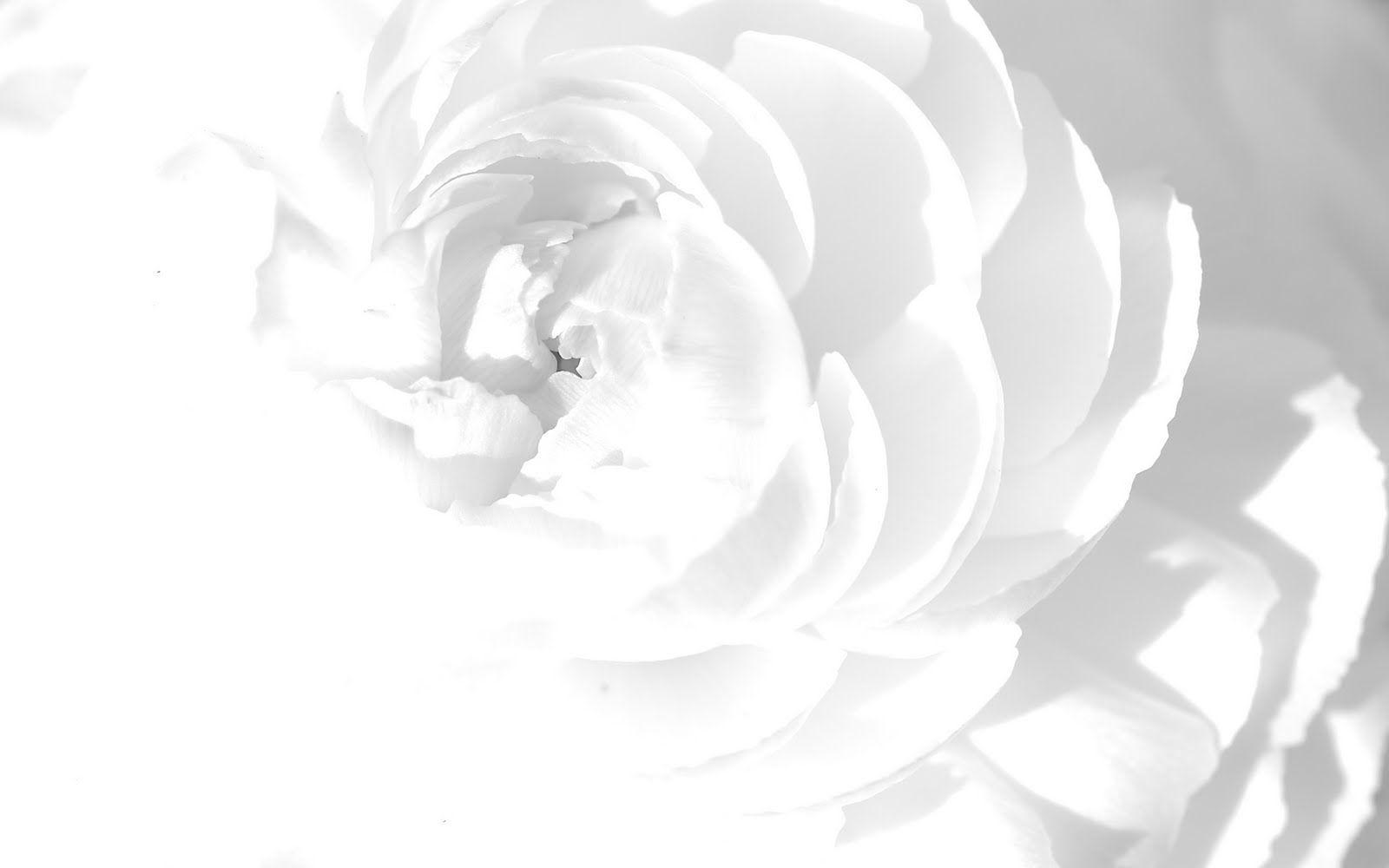 White Flowers Wallpaper Image Photo