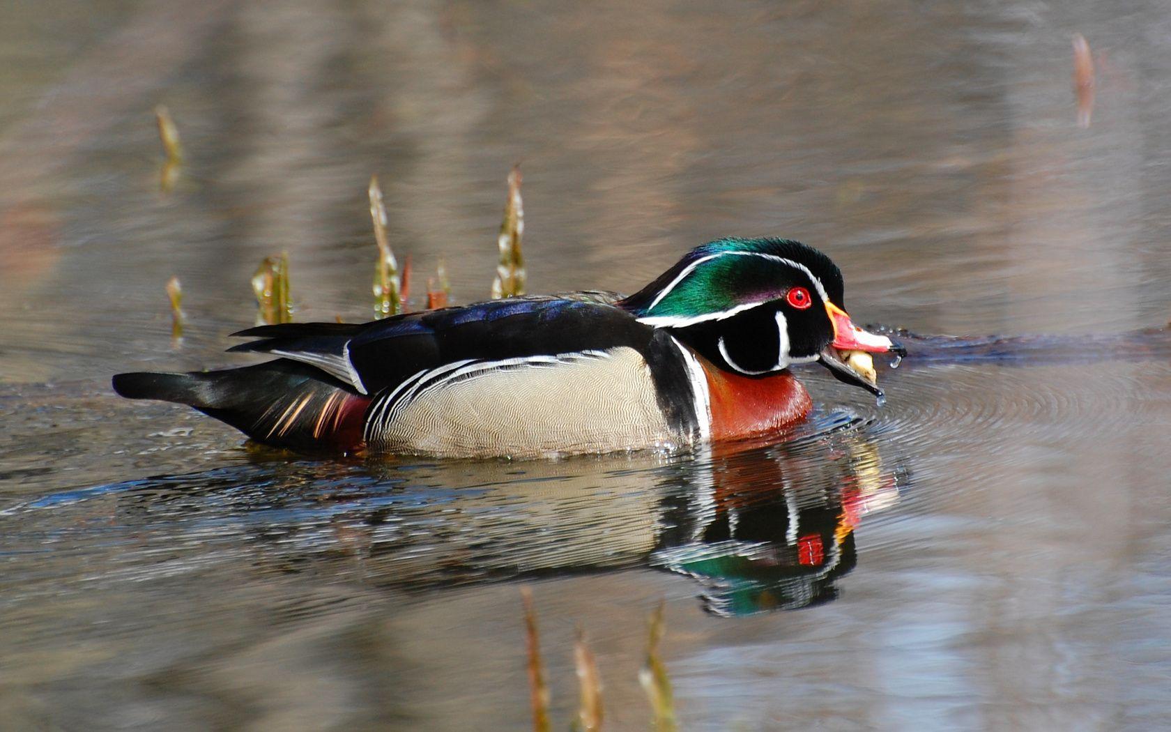 Suzanne Britton Nature Photography: Waterfowl Wallpaper Only