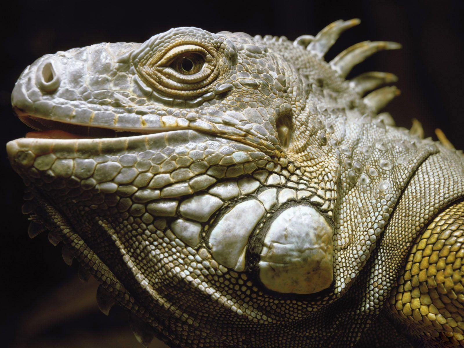 Desktop Wallpaper · Gallery · Animals · Green iguanas Lizard
