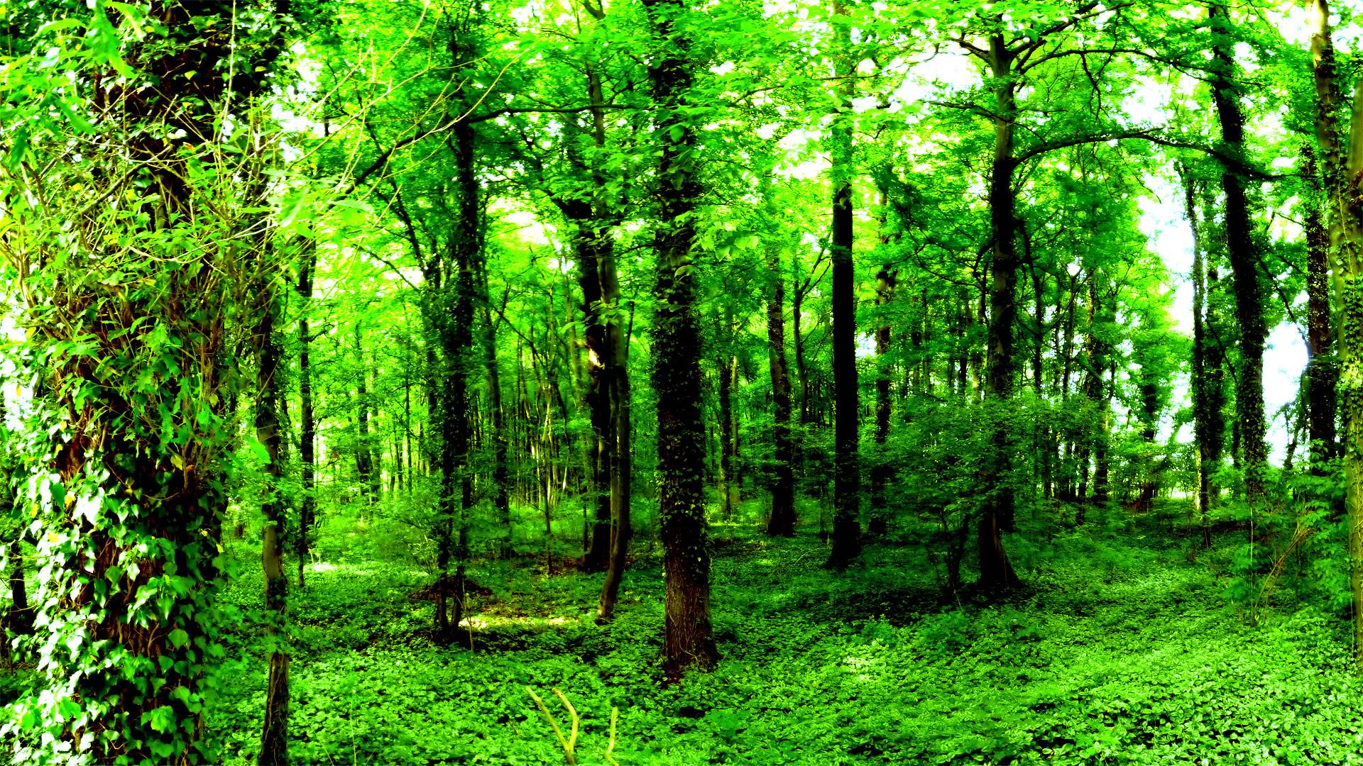 Green Forest Wallpaper Nature Wallpaper. Green HD Wallpaper