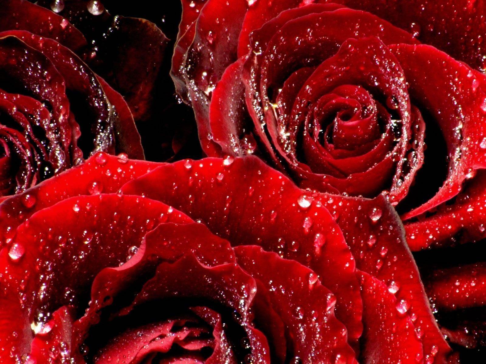3458 Photography_roses_