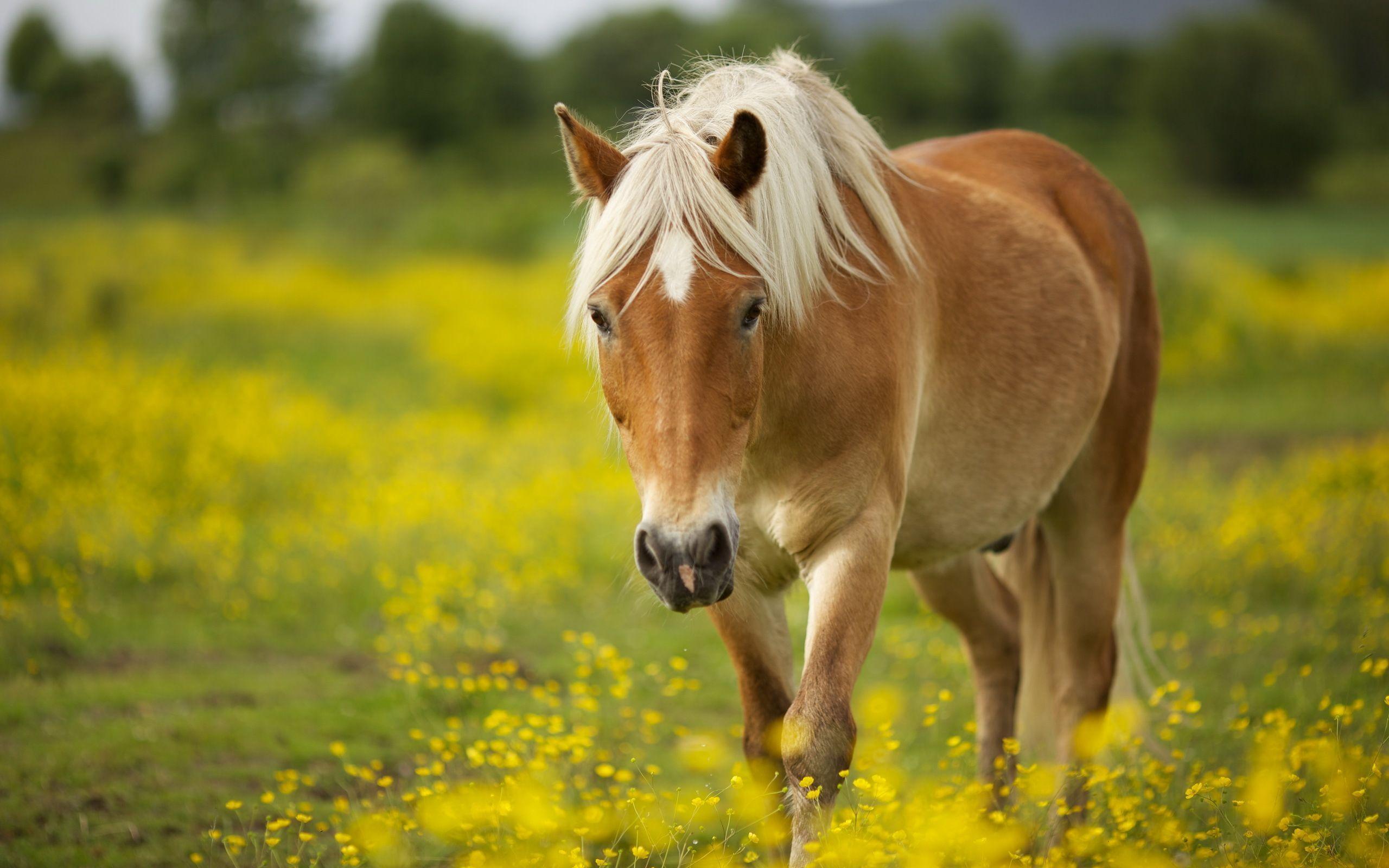 Pix For > Cute Horses Wallpaper