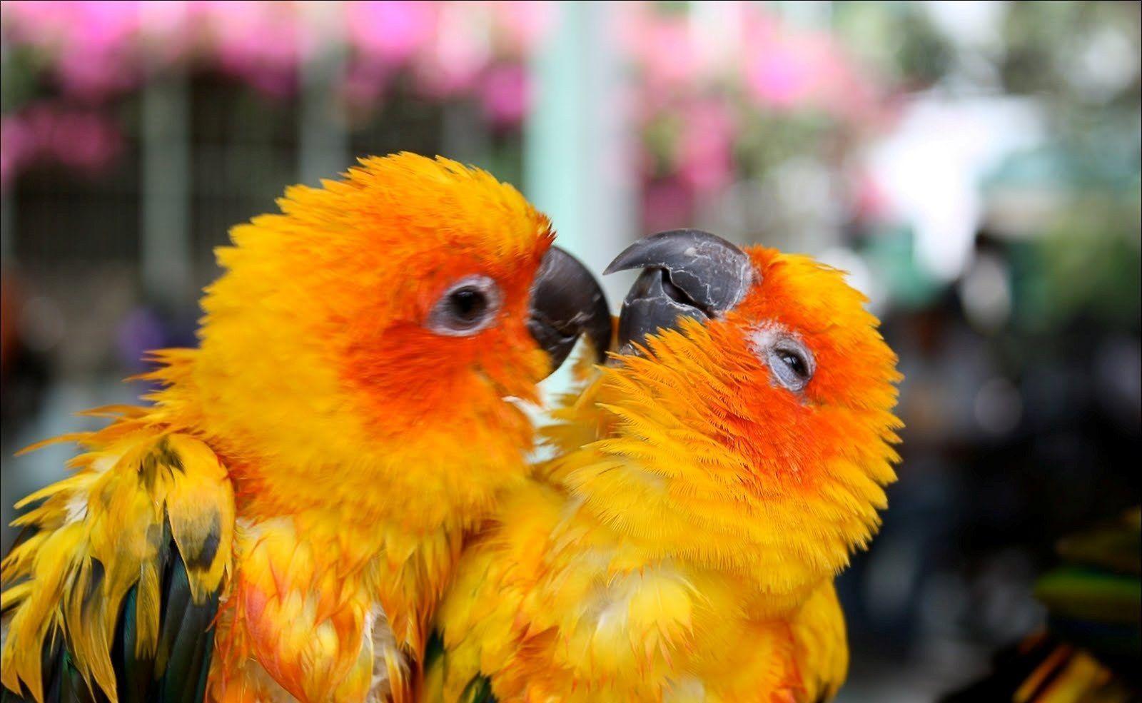 Cute Love Birds Free Wallpaper