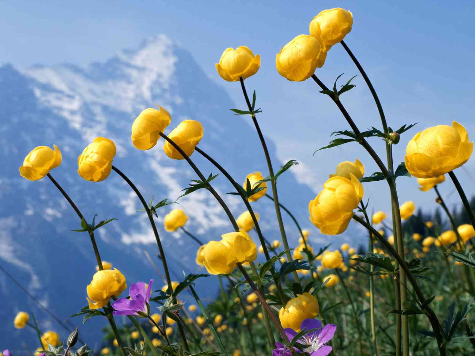 Flower Computer Backgrounds Wallpaper Cave