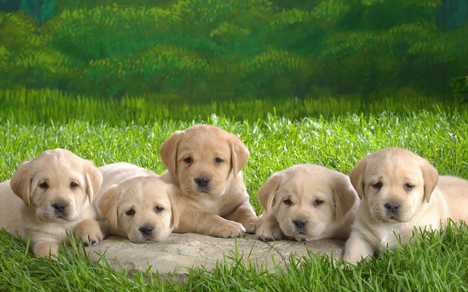 Lovely Dog Wallpapers 1920x1200 Wallpapers