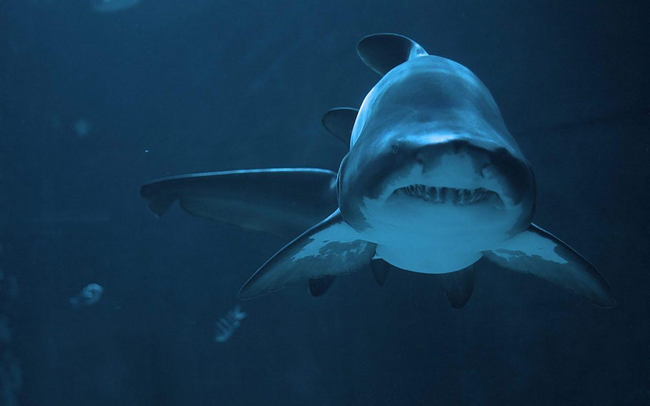 HD Wallpaper Amazing Shark Background. Free HD Wallpaper Desktop