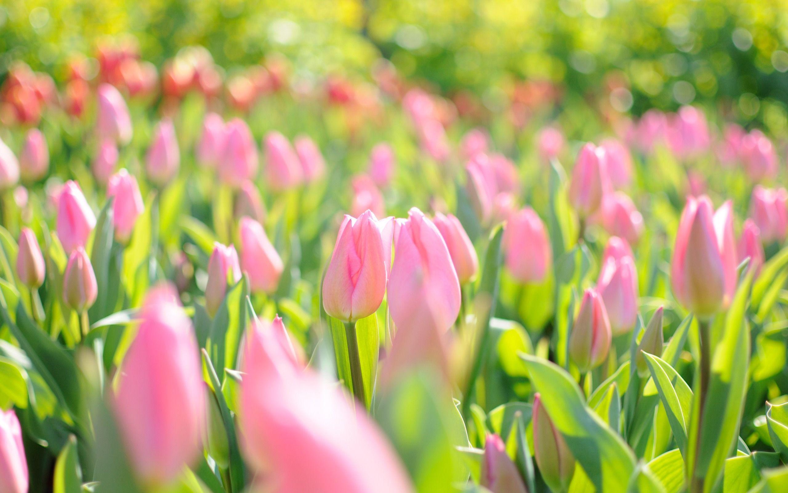 Pink Tulips Wallpaper