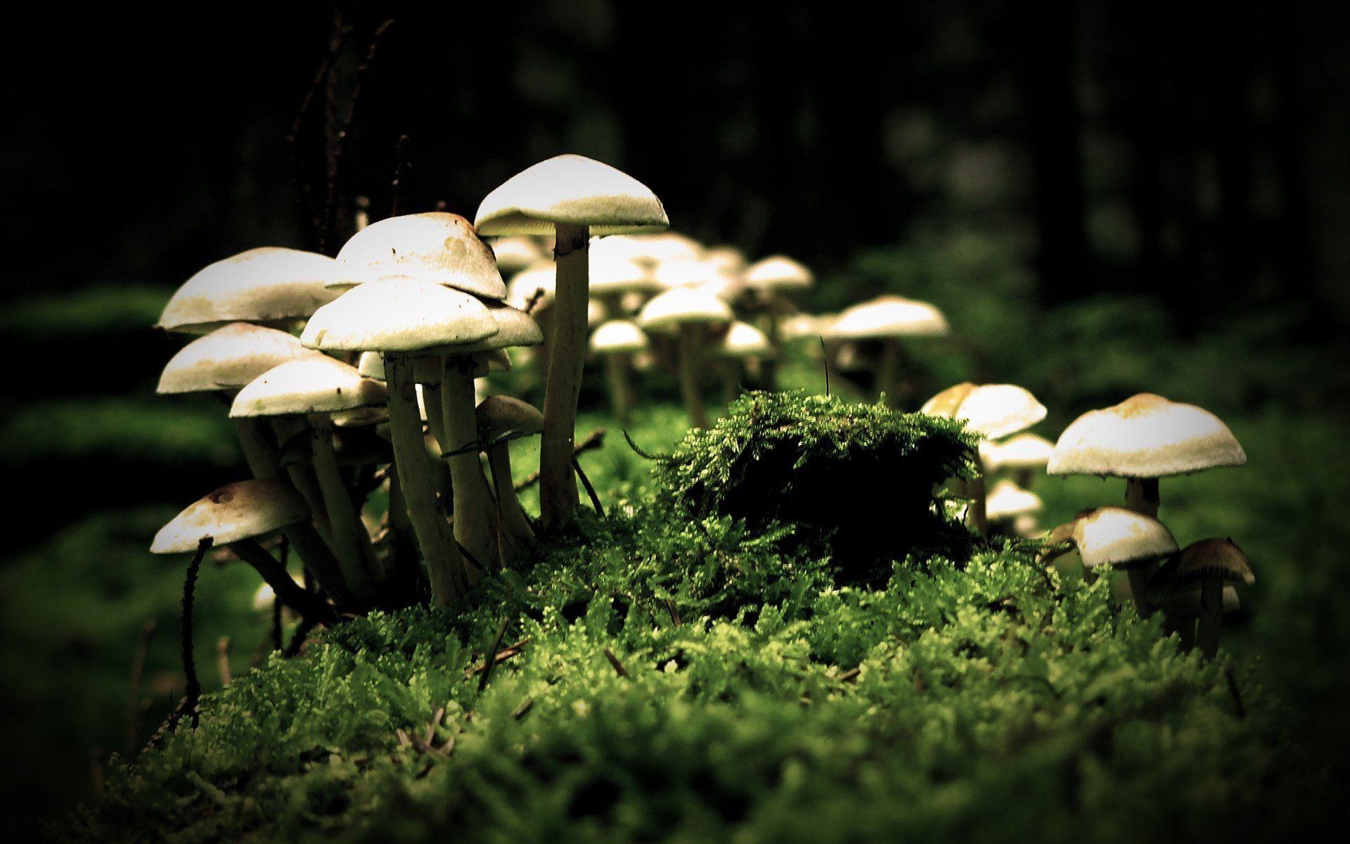 Mushrooms HD Wallpaper