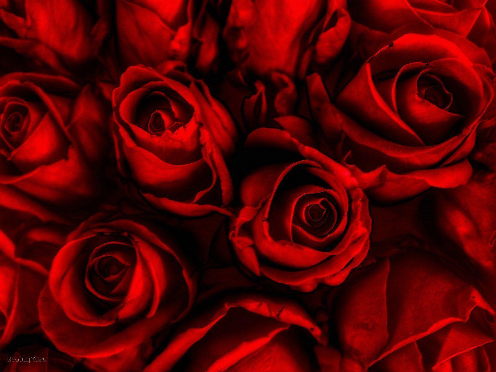 Wallpaper For > Wallpaper Of Red Roses