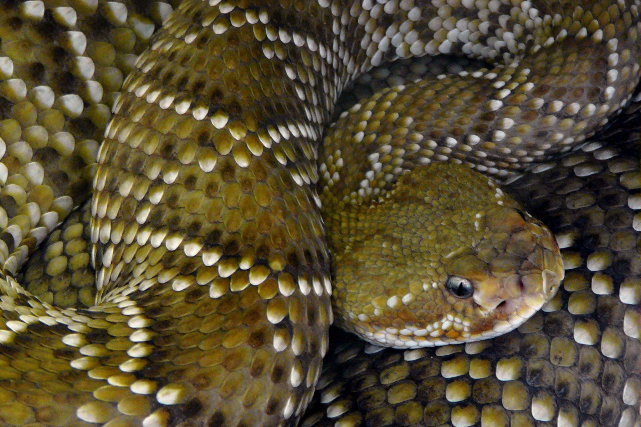 Rattlesnake HD Wallpaper