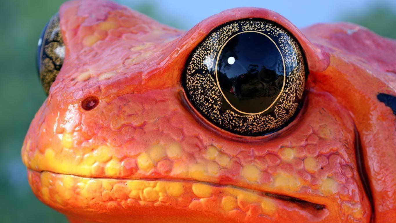 Desktop Wallpaper · Gallery · HD Notebook · Poison dart frog